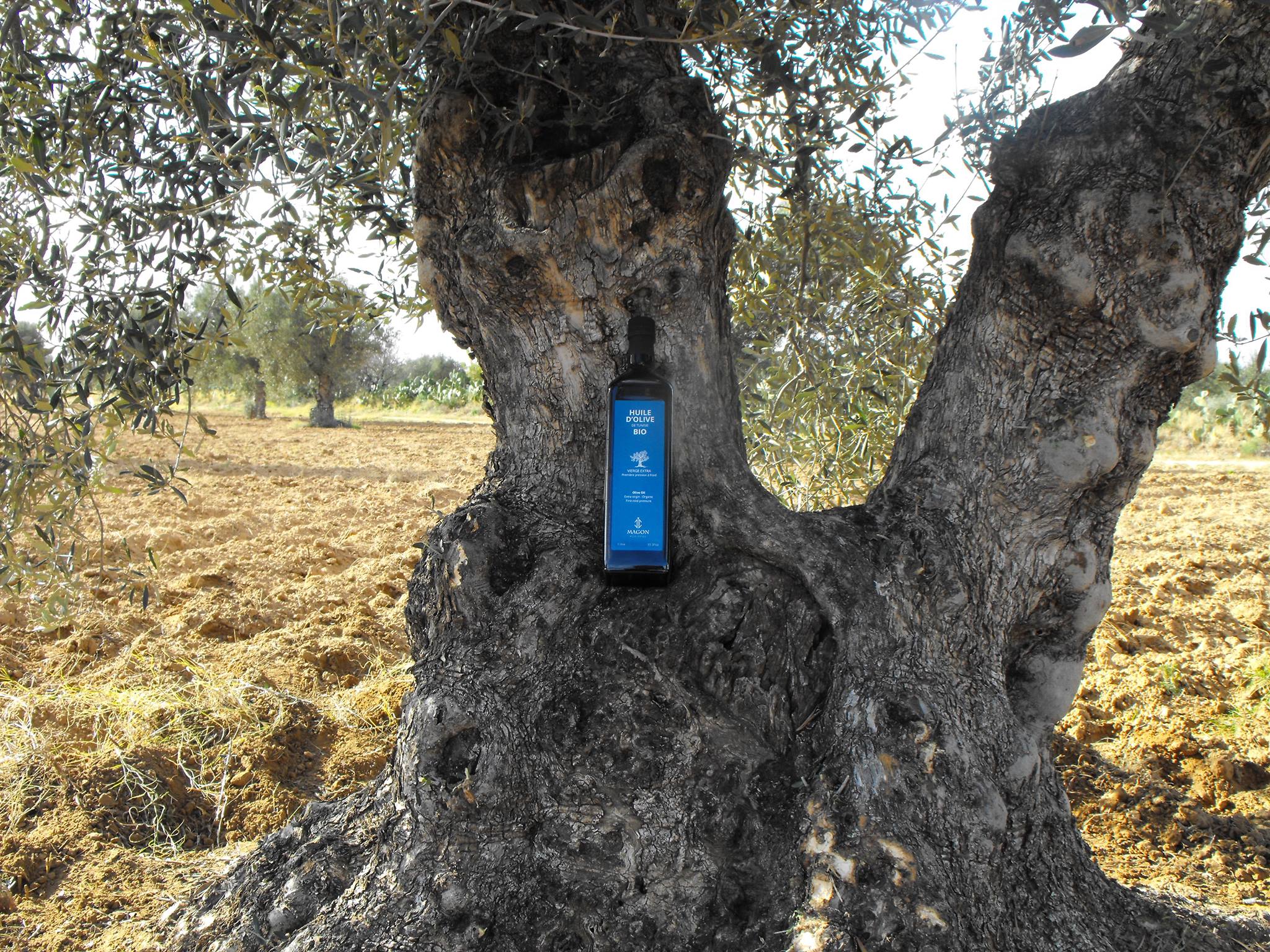 Bouteille dans le champ