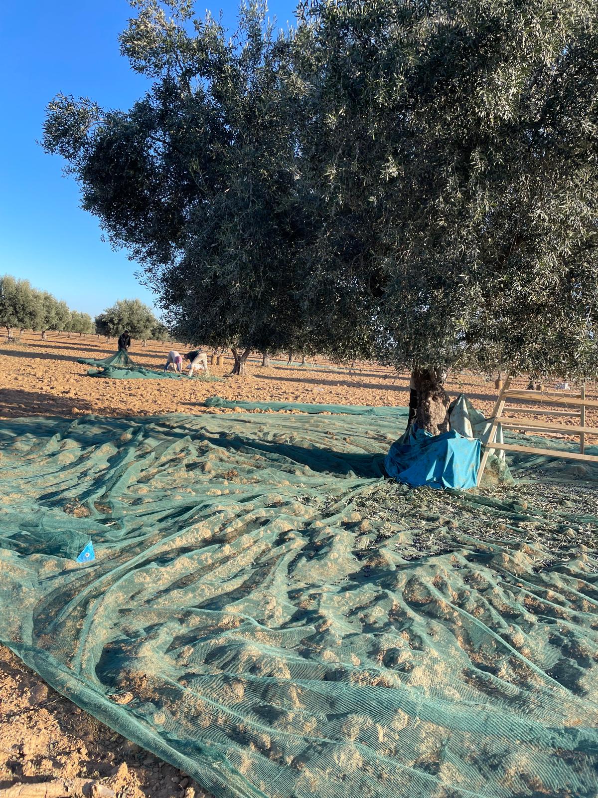 Récolte des olives — Sahel Tunisien